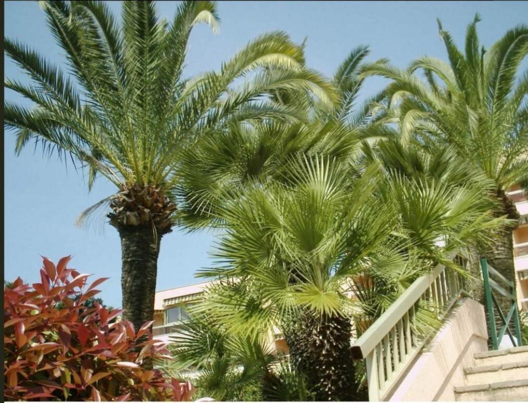 Appartement Angela Golfe-Juan Exterior foto
